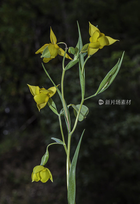 Calochortus amabilis是一种金色的精灵灯笼，发现于加利福尼亚州索诺玛县的玛雅卡玛斯山保护区。